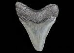 Juvenile Megalodon Tooth - South Carolina #74205-1